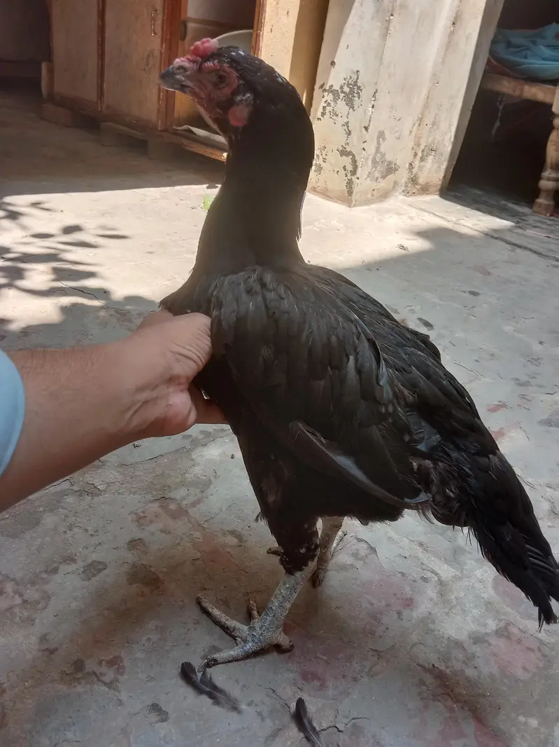 Aseel hen female fo sale — photo 5
