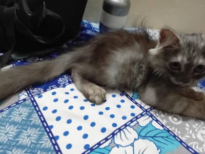 triple coat kitten