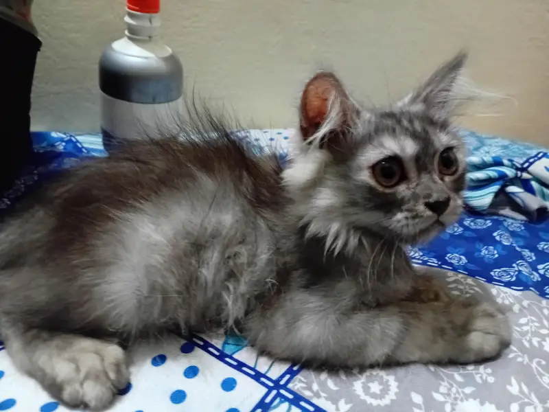 triple coat kitten — photo 2