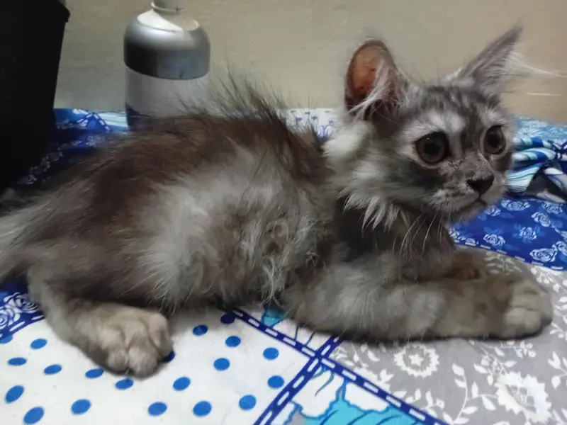 triple coat kitten — photo 3