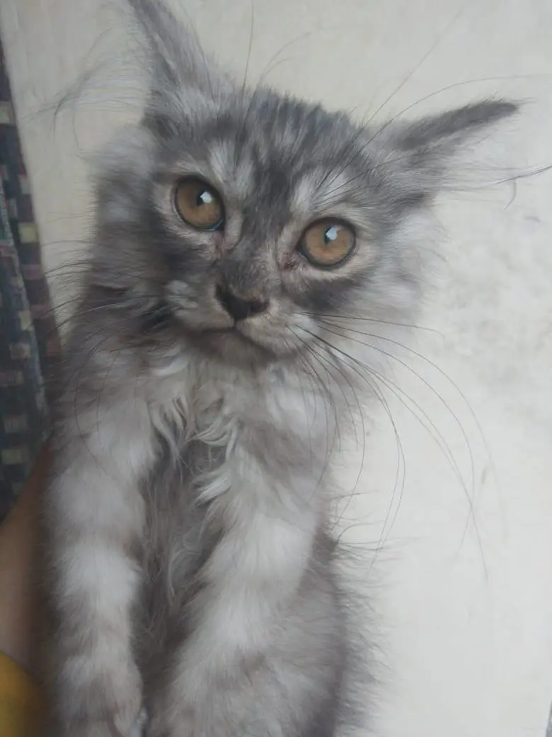 triple coat kitten — photo 4