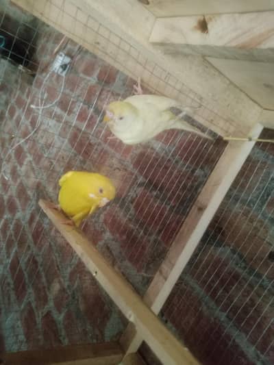 Australian Red Eye Budgie Pair – Lutino & Creamino
