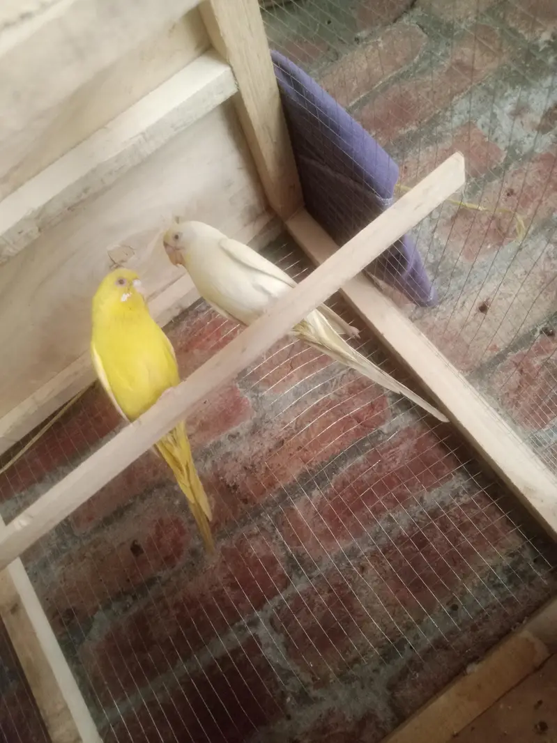 Australian Red Eye Budgie Pair – Lutino & Creamino — photo 3