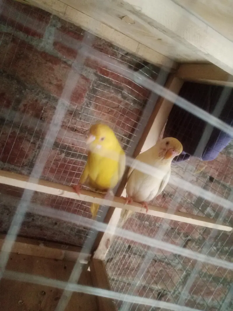 Australian Red Eye Budgie Pair – Lutino & Creamino — photo 4