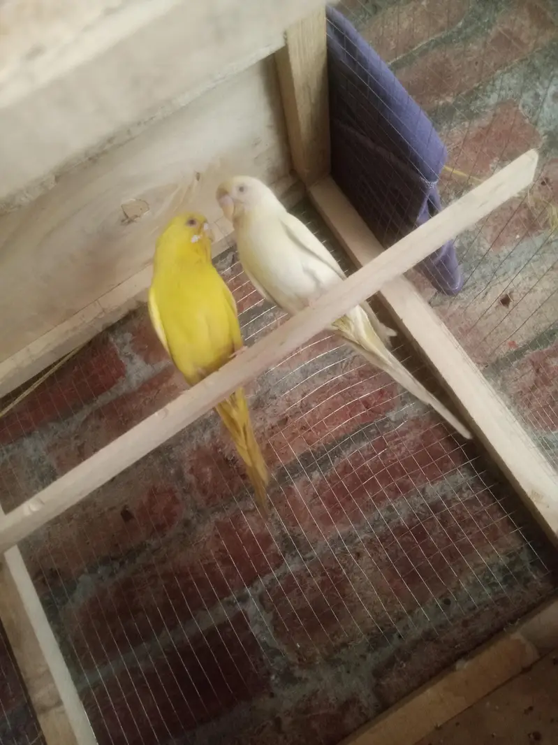 Australian Red Eye Budgie Pair – Lutino & Creamino — photo 5