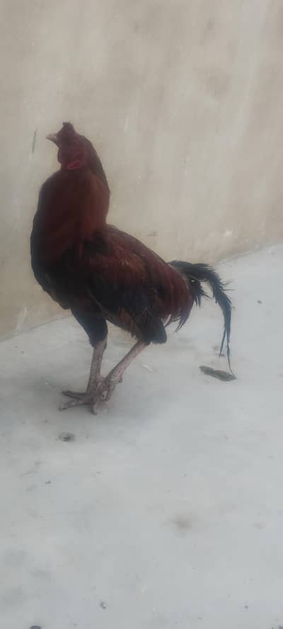 Aseel mianwali or Aseel murghia