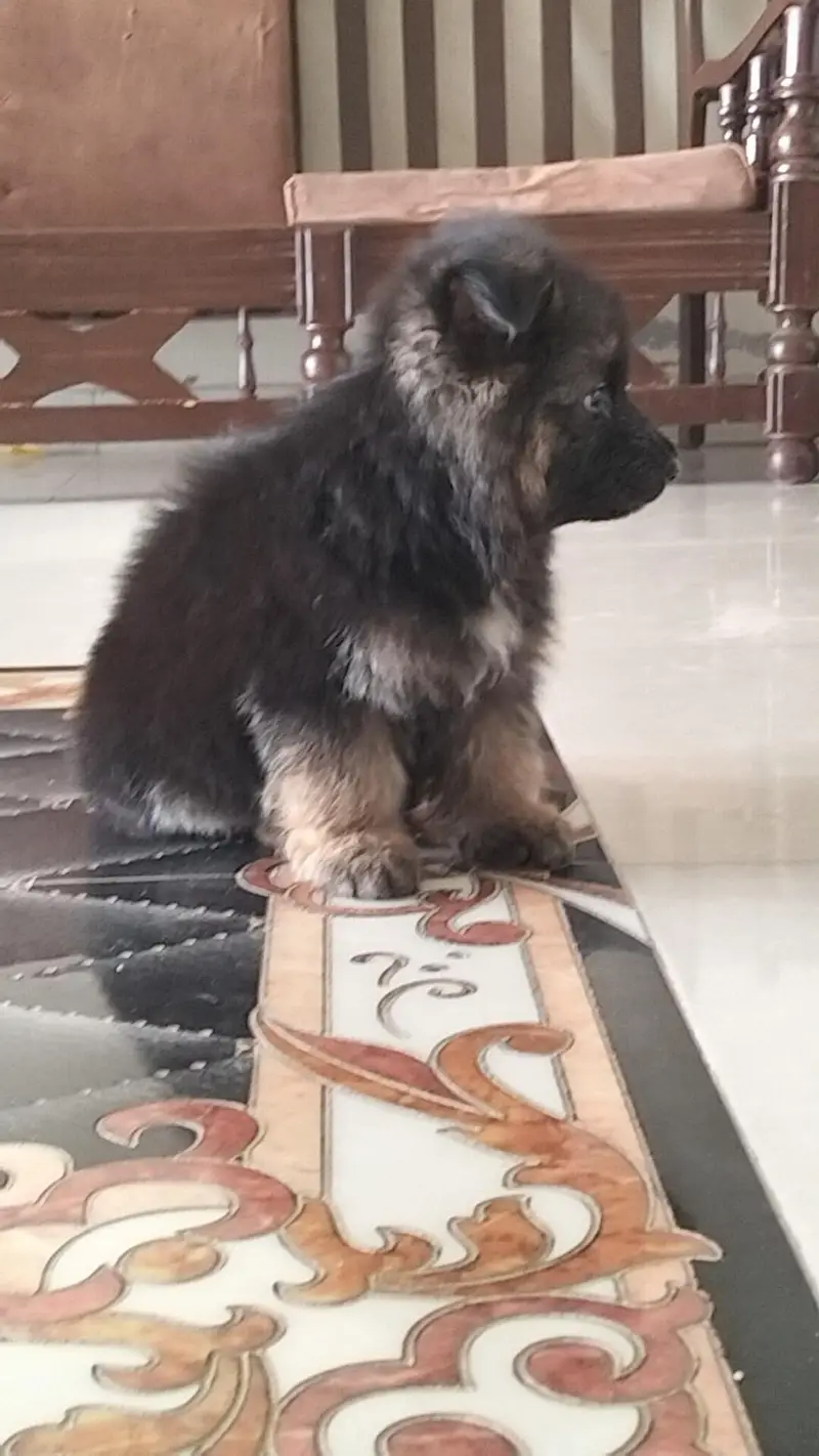 Dark Crown shepherds — photo 9
