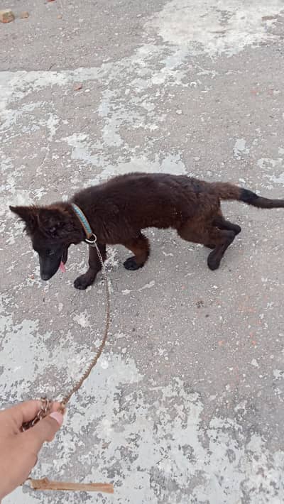 German Shepherd Puppy | GSD | Long Coat | Puppies | Dog for sale
