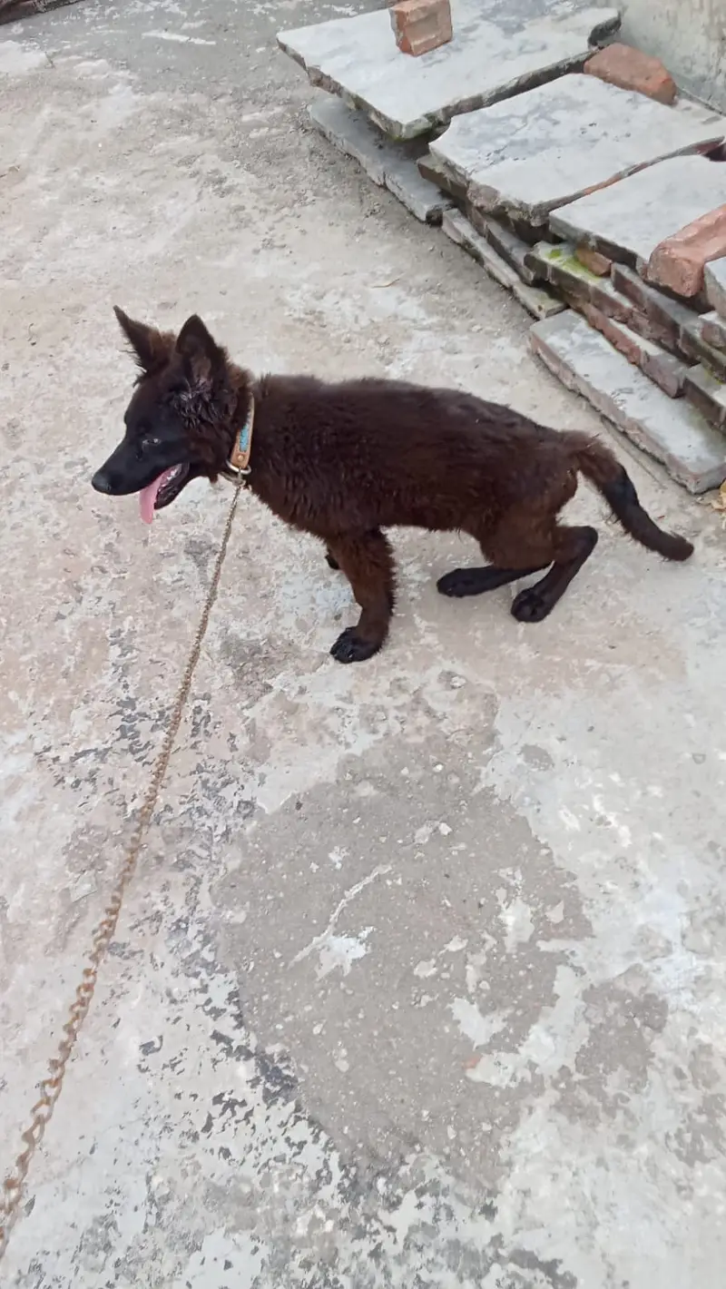 German Shepherd Puppy | GSD | Long Coat | Puppies | Dog for sale — photo 2