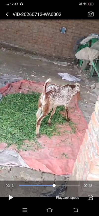 Bekriyan aur bakray for sell   3  2  2  9 0 0 8 6 3 5    WhatsApp only
