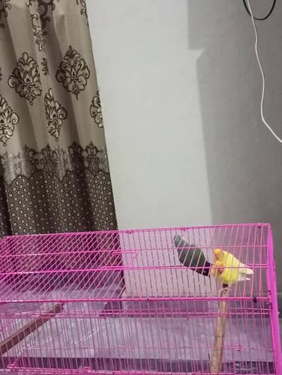love birds