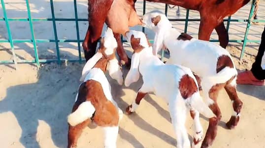 3 Bacchon Ka Sath Desi Bakri For Sale call _03288110750