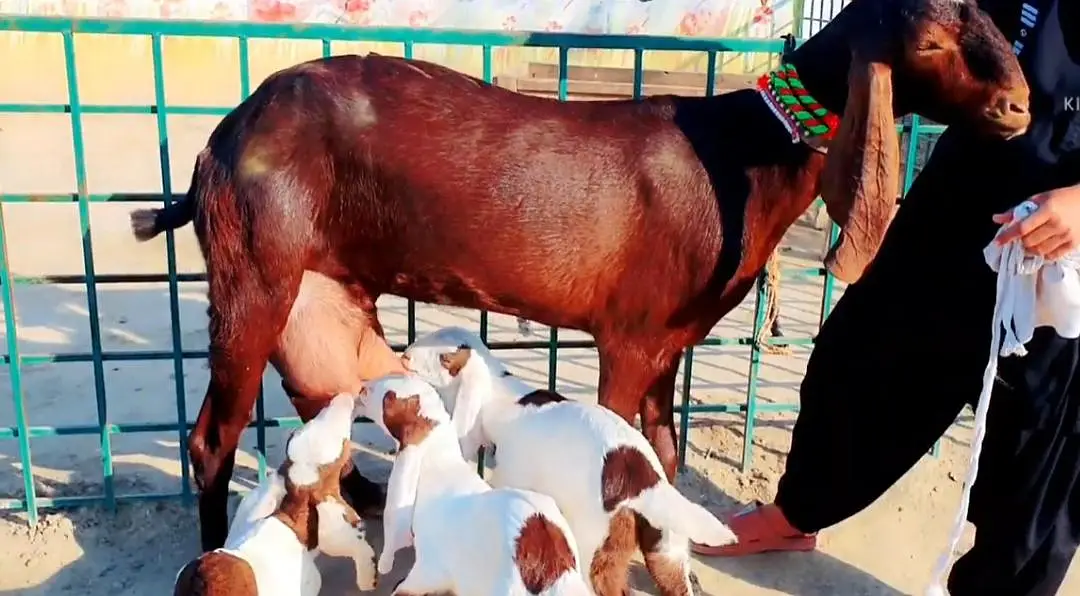 3 Bacchon Ka Sath Desi Bakri For Sale call _03288110750 — photo 2
