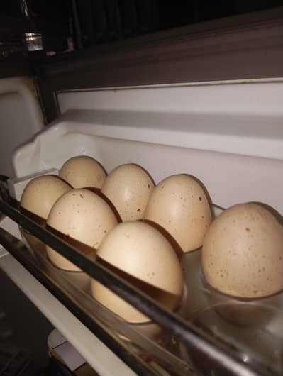 TOP QUALITY SHAMO EGGS AVAILABLE FOR SALE IN LAHORE (03086707442)
