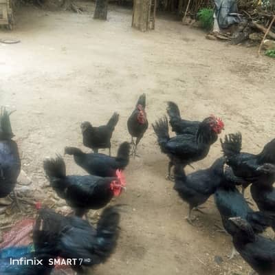 HEALTHY AUSTRALORP ROOSTERS FOR SALE! اعلیٰ نسل کے آسٹولاپ مرغے