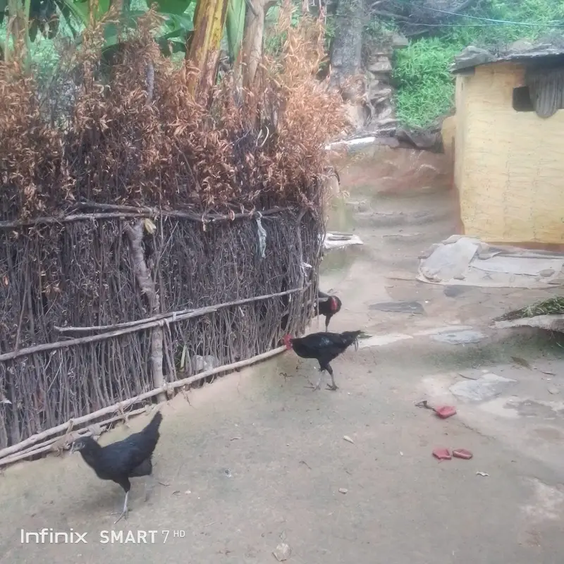 HEALTHY AUSTRALORP ROOSTERS FOR SALE! اعلیٰ نسل کے آسٹولاپ مرغے — photo 2
