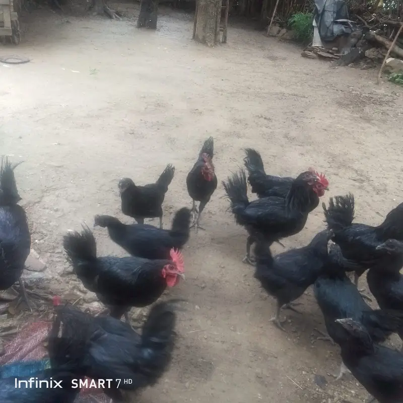 HEALTHY AUSTRALORP ROOSTERS FOR SALE! اعلیٰ نسل کے آسٹولاپ مرغے — photo 3