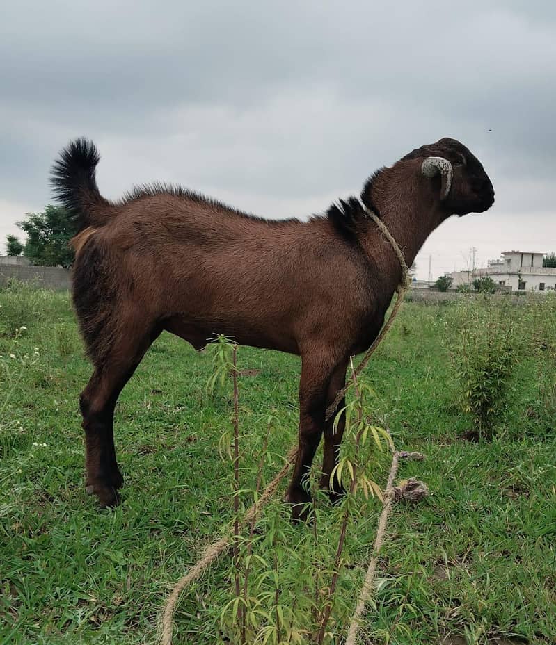 goats 0