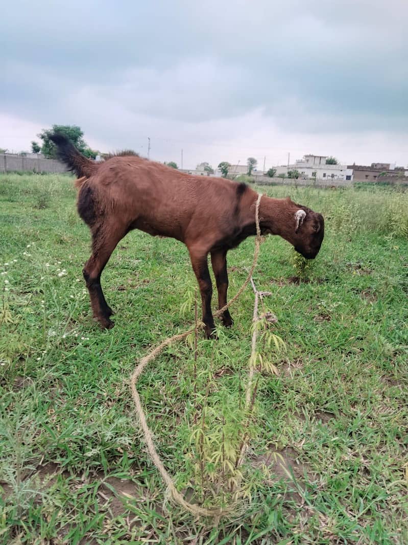 goats 1