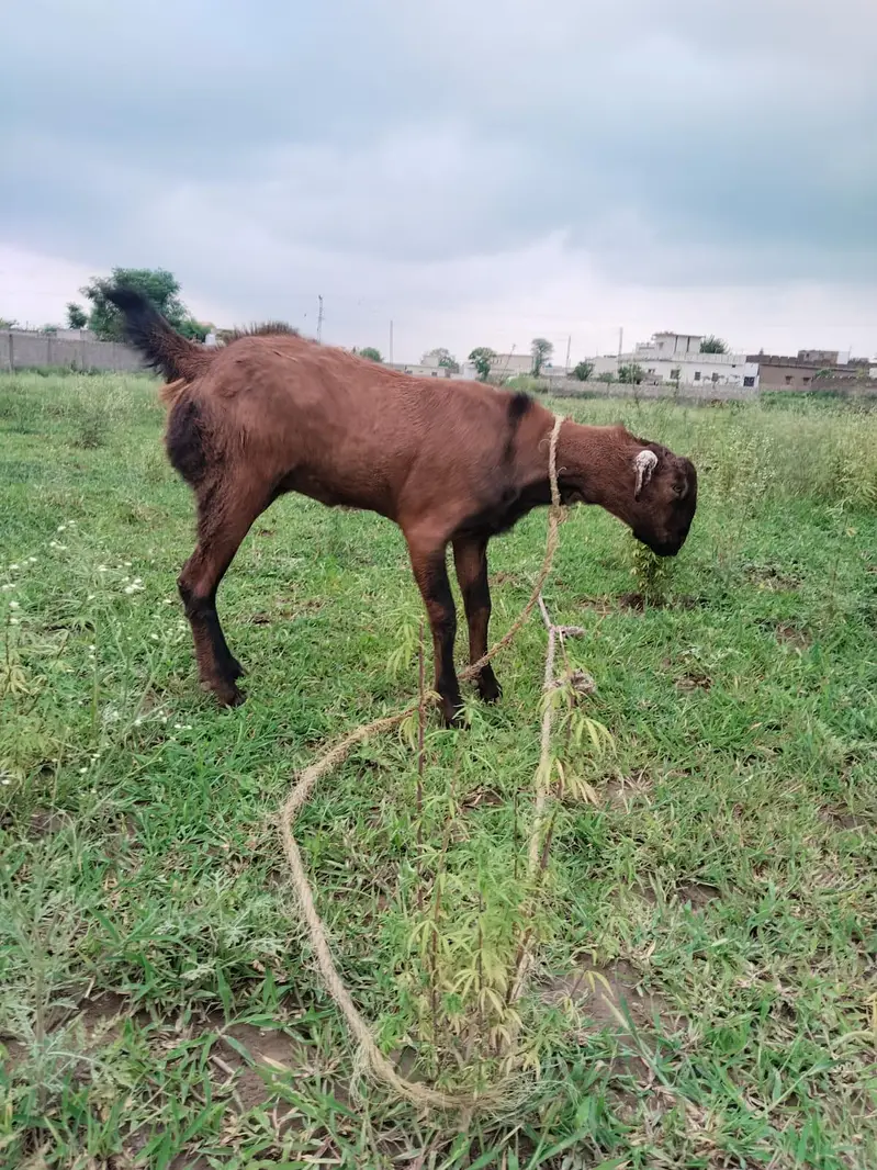 goats — photo 2
