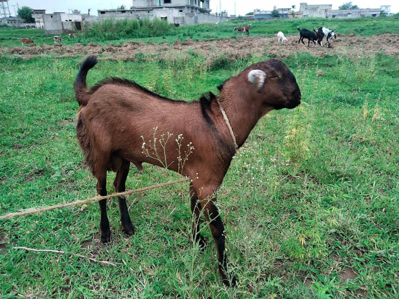 goats 2