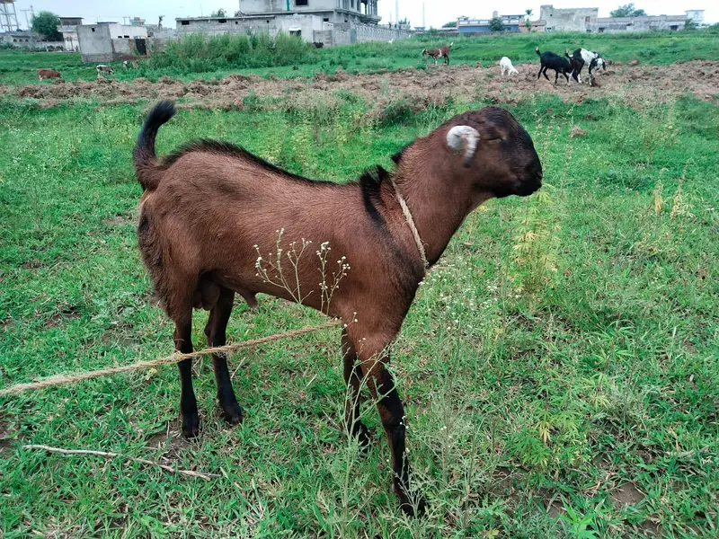goats — photo 3