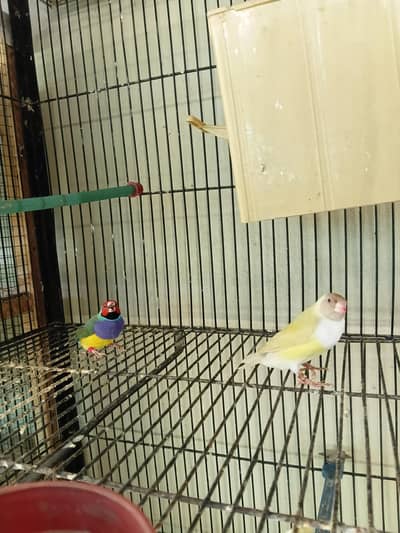 stain female with split satin male both possible split Blue