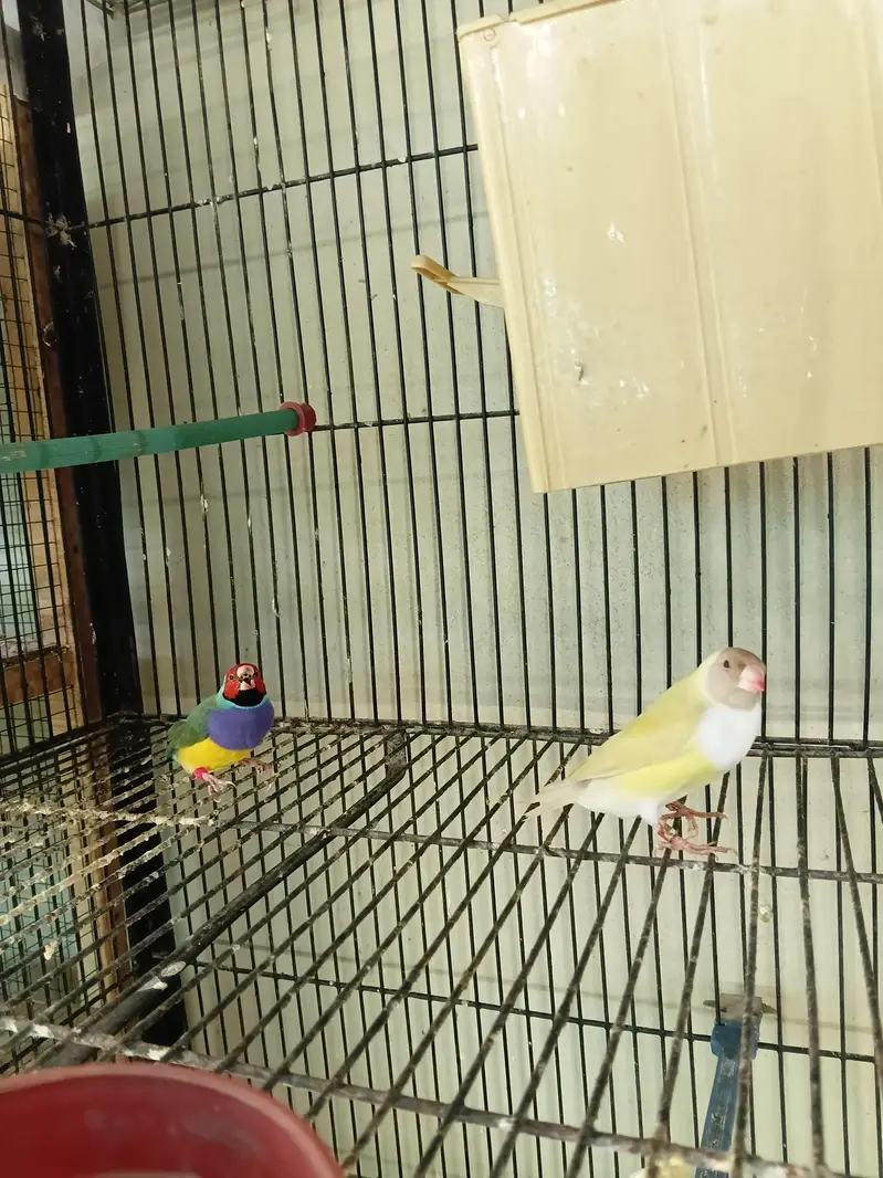 stain female with split satin male both possible split Blue