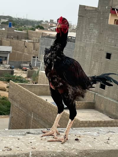 bharmi pattha for sale chez ki jis ko pachan ho ve he rabtha karo