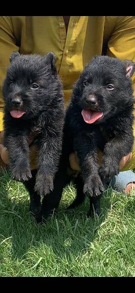 balck shepherd long cout pair 45 day for sale active and healthy