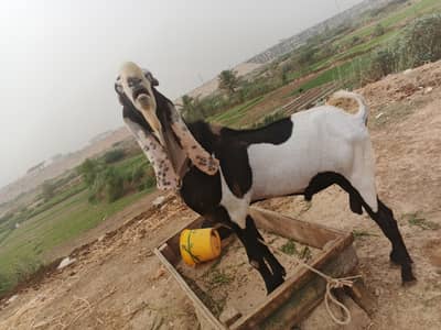 bakra