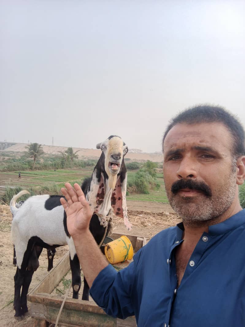 bakra 1
