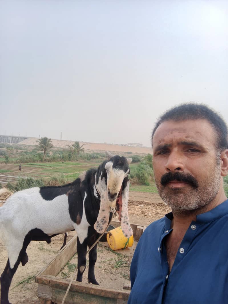 bakra 2