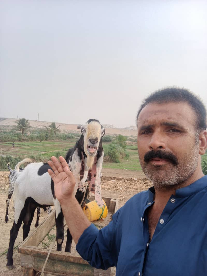 bakra 4