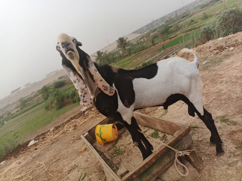 bakra 5
