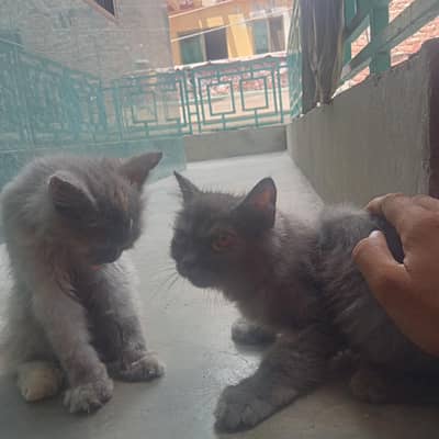 male and female