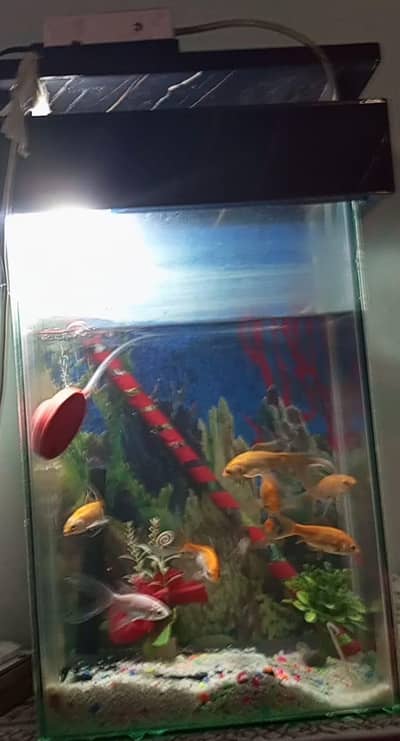 Aquarium