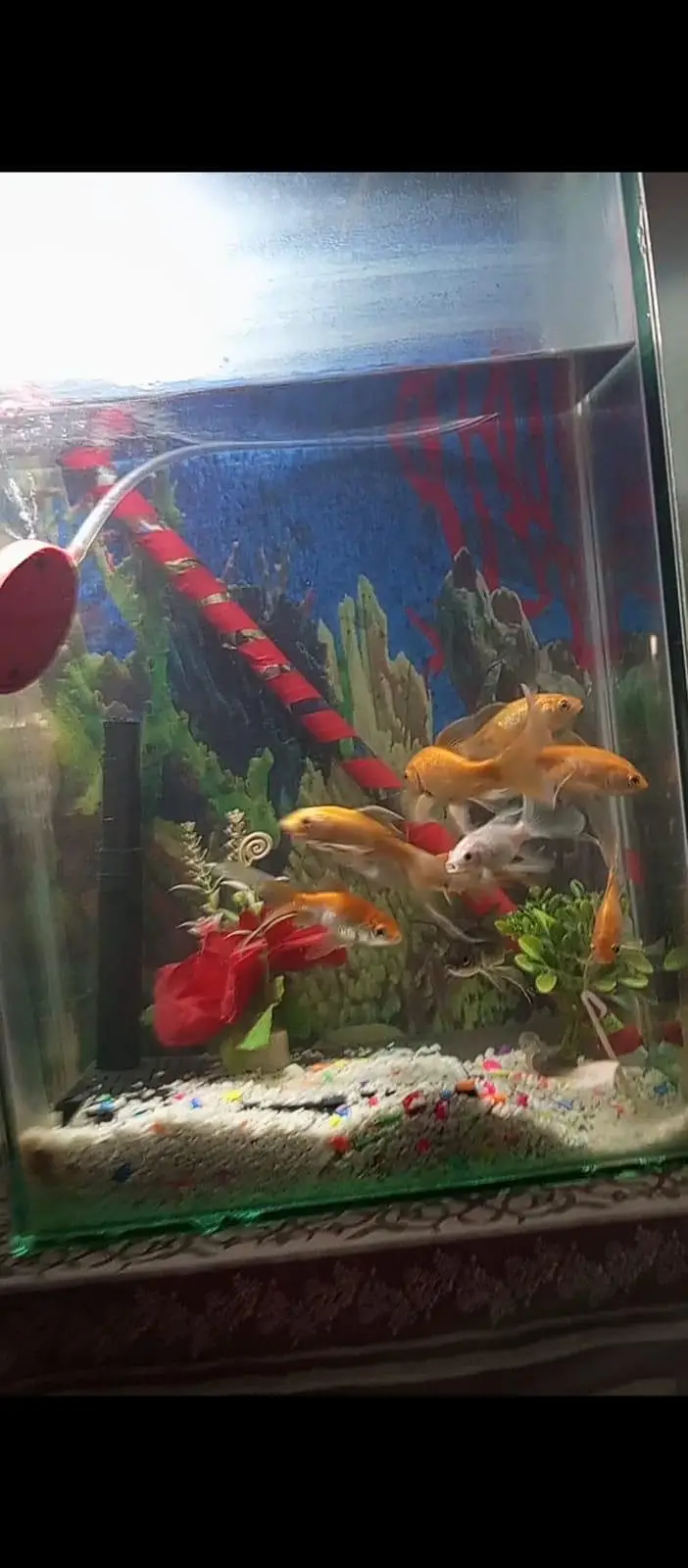 Aquarium — photo 3