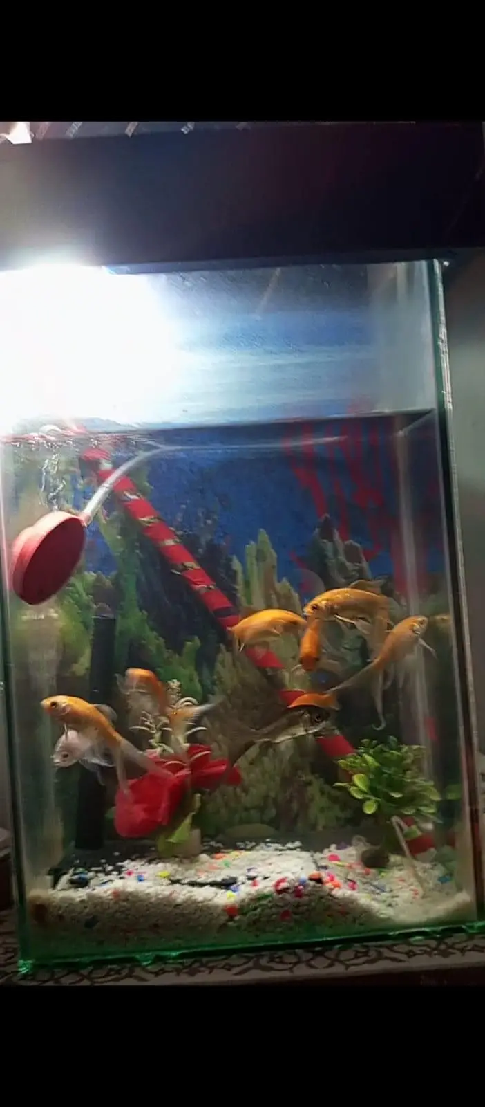 Aquarium — photo 4