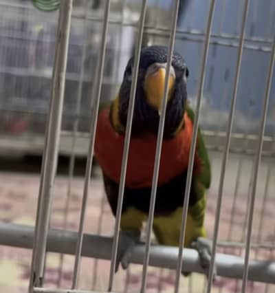 Rainbow lorikeet Henry