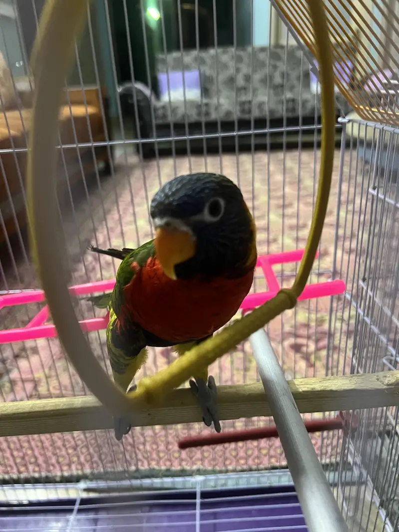 Rainbow lorikeet Henry — photo 2