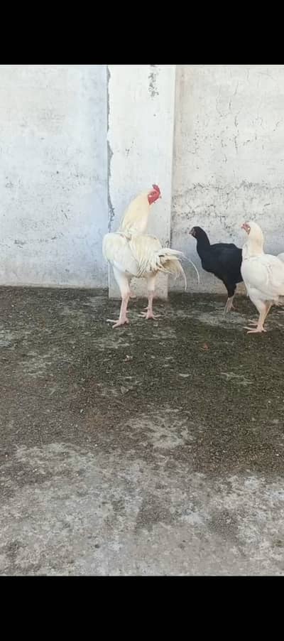 Heera patha for sale , urjent. Watsapp 0347 five,six,zero,408seven