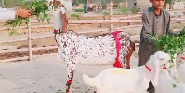 Makkah chini Bakri Our 3 Bacchon Ka Sath For Sale/ 03288110750