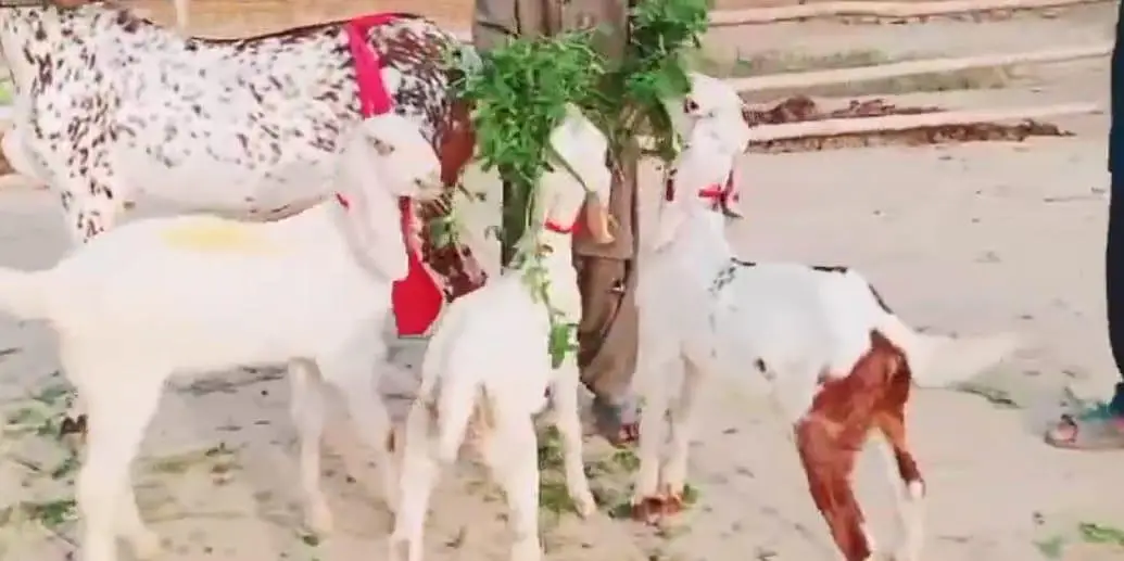 Makkah chini Bakri Our 3 Bacchon Ka Sath For Sale/ 03288110750 — photo 3