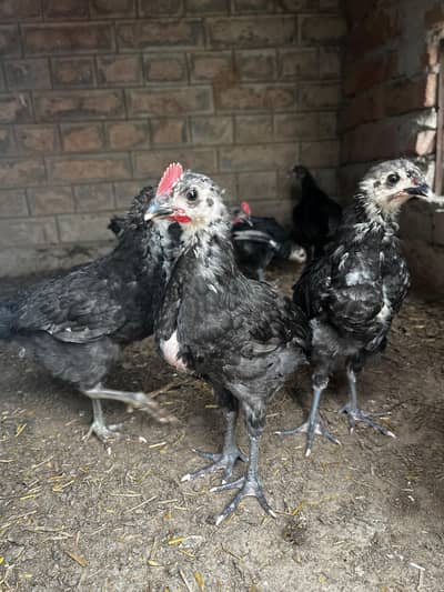 Australorp MALE chicks (active healthy)