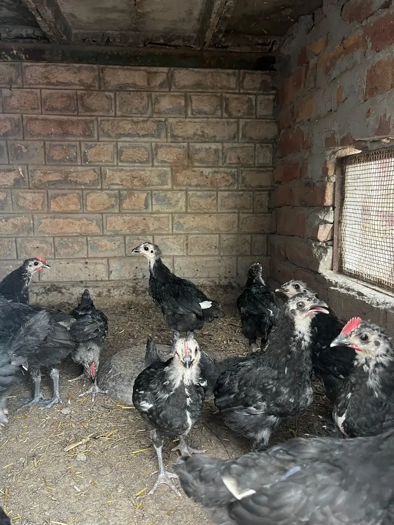 Australorp MALE chicks (active healthy) — photo 2