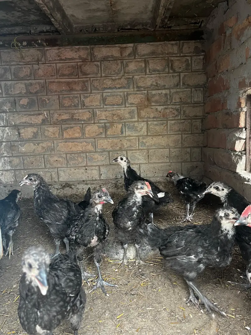 Australorp MALE chicks (active healthy) — photo 3