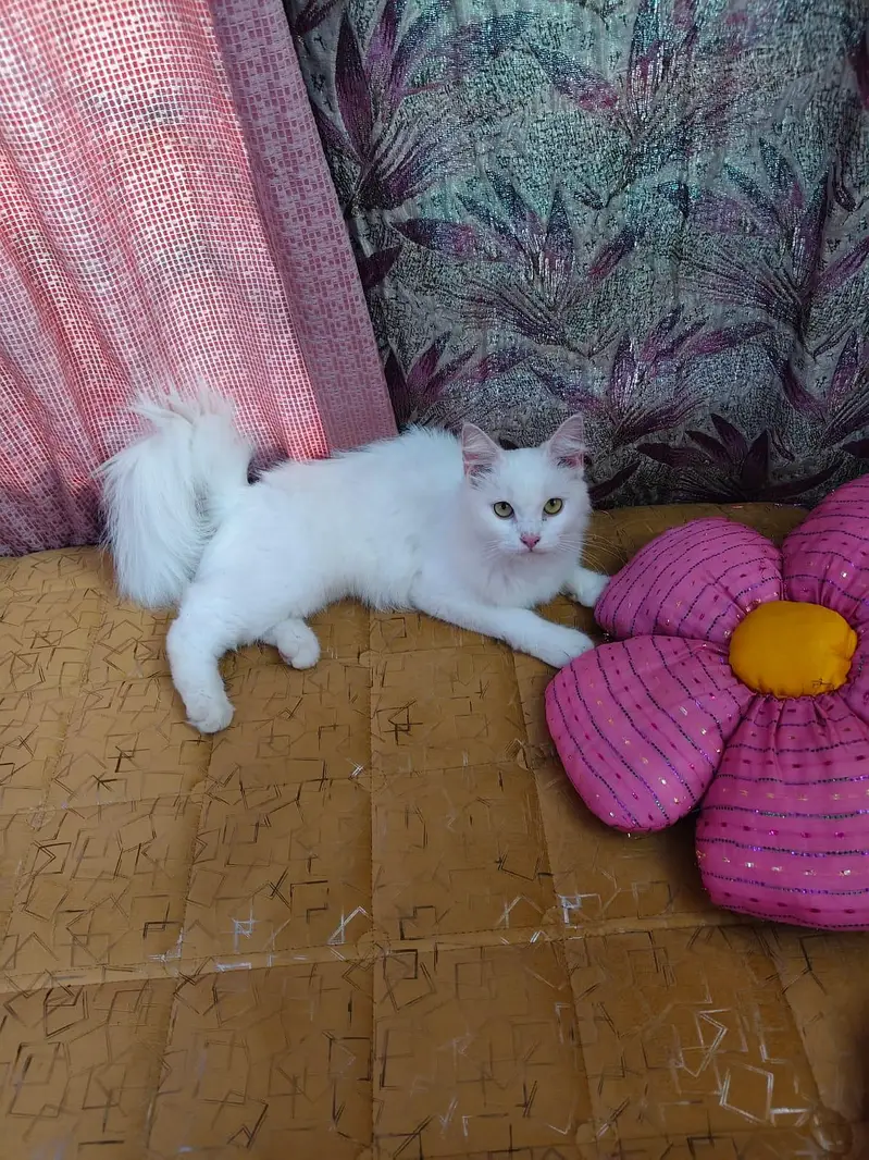 3 Beautiful Cats for Sale – Grey, White & Black — photo 2