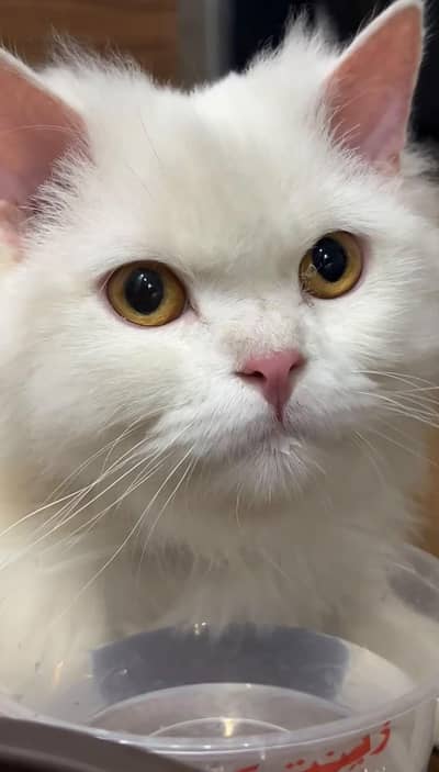 Persian Cat Male Long Coat