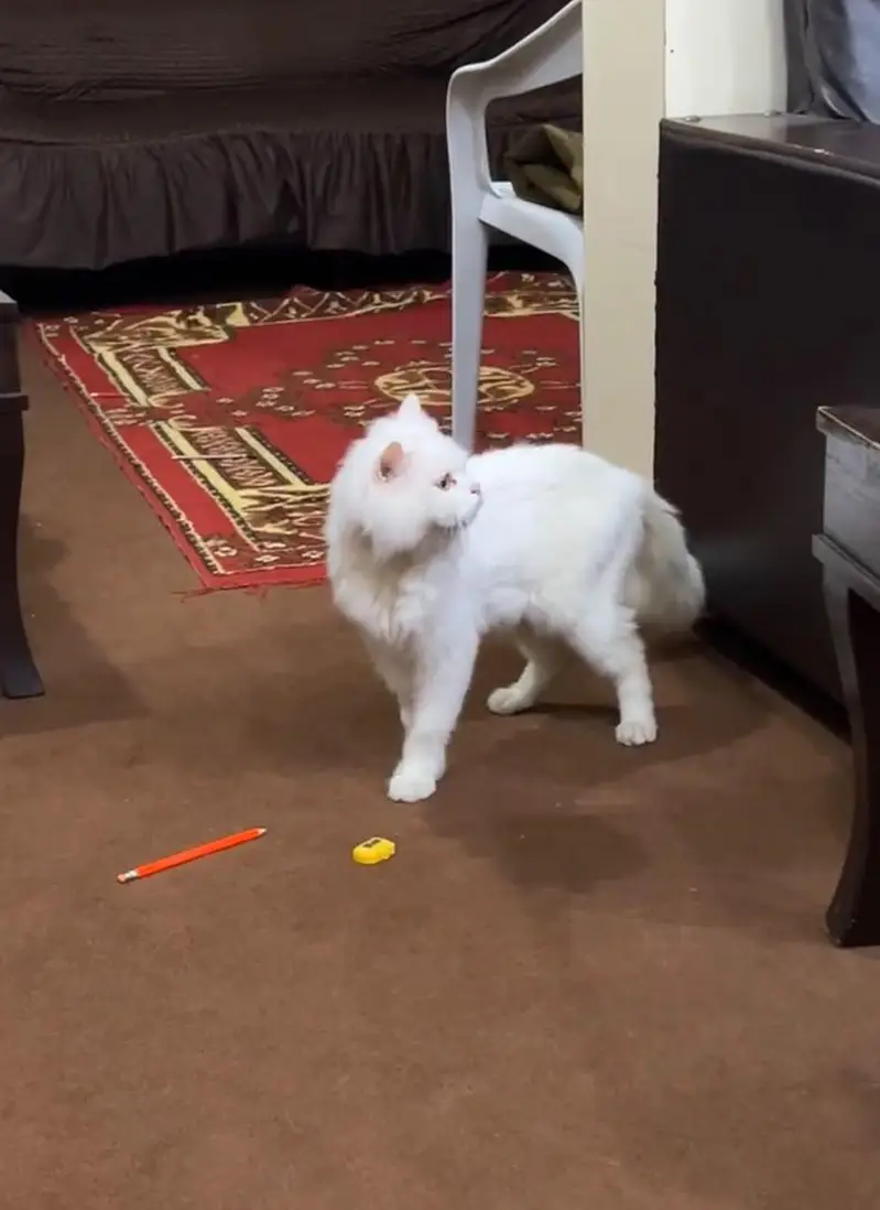Persian Cat Male Long Coat — photo 2
